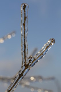 Branch fork covered with ice after freezing rain