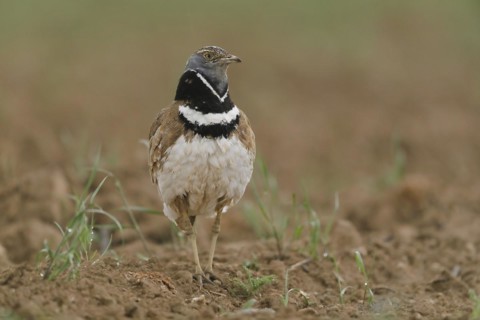 Little Bustard
