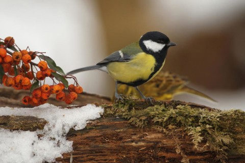 Great tit