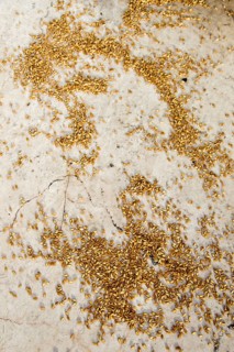 Lots of yellow wheat grains on the view