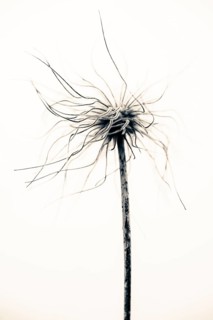 Flowering alpine pasqueflower