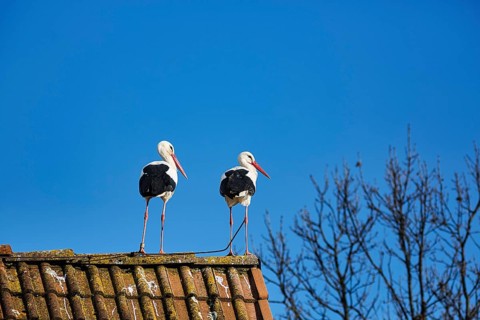 White storks
