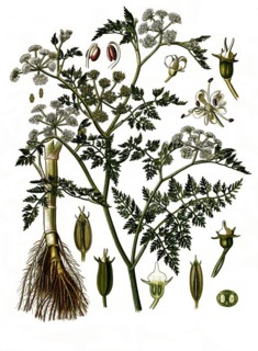 Medicinal plant