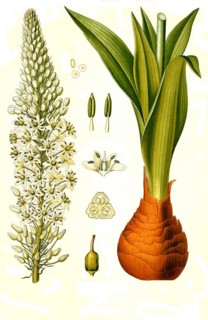 Medicinal plant
