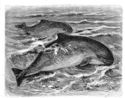 Bottlenose dolphins