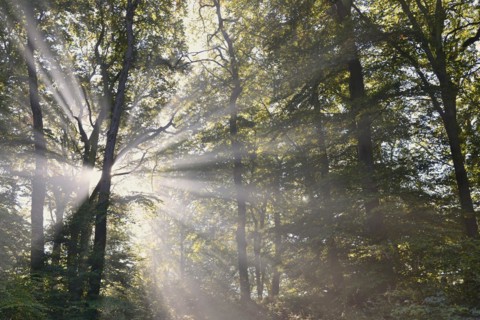 Deciduous forest