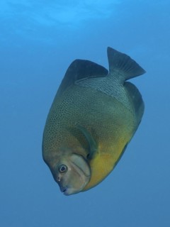 Old woman angelfish