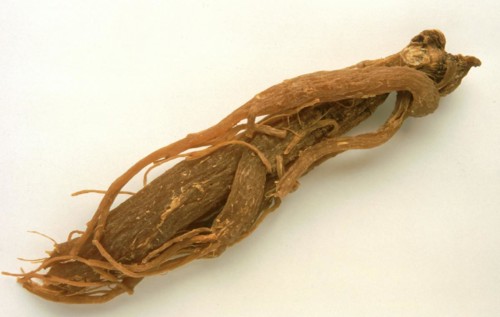 Genuine ginseng
