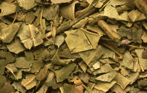 Medicinal herbs dried holly herb