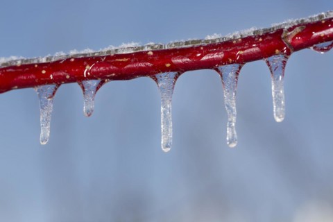 Red dogwood covered with ice after freezing rain