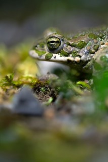 European green toad