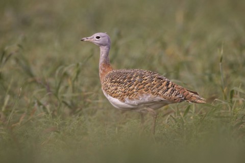 Great bustard
