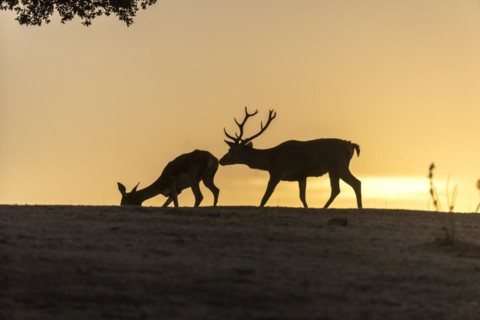 Red deer