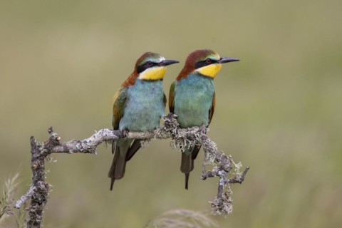 European bee-eater