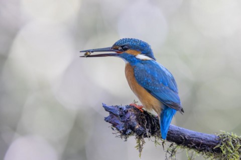 Common kingfisher
