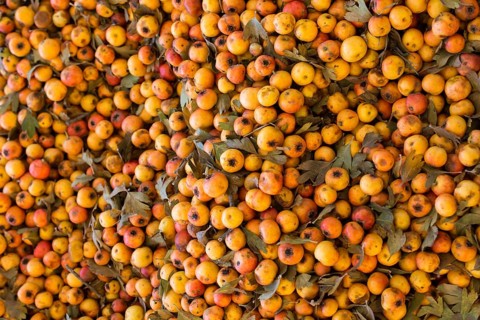Azarole
