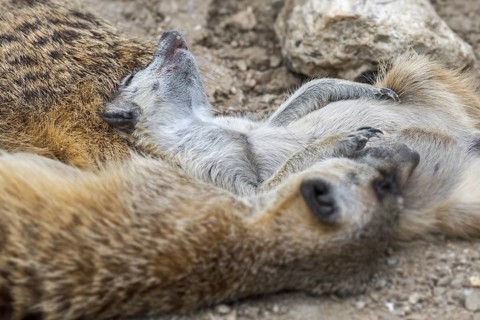 Meerkats