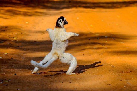 Dancing Leaping verreauxi lemur