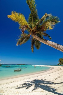 Palm tree on a beautiful white sand beach