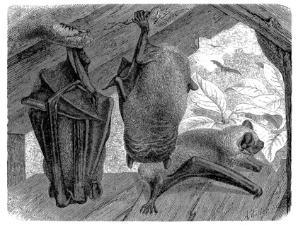 Noctule bat
