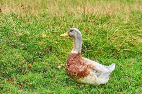 Domestic mallard
