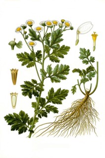 Medicinal plant