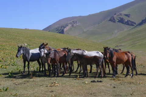 Horses running in the steppe near Song Kol Lake
