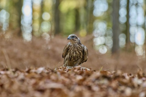 Saker falcon