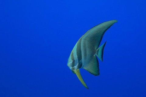 Juvenile roundhead batfish