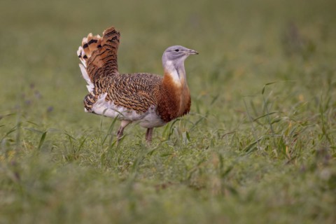 Great bustard