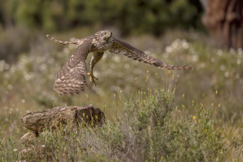 Northern goshawk