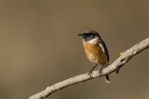 Common european stonechat