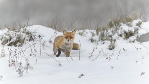 Red fox