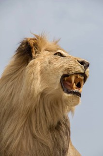 Head of stuffed lion with mouth open in view