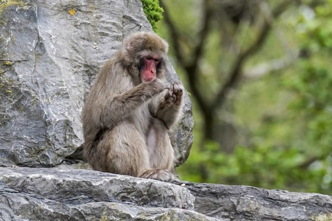 Japanese macaque