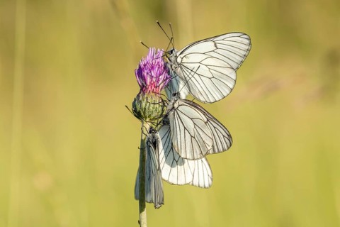 Several black-veined White