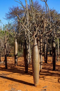 Baby baobabs