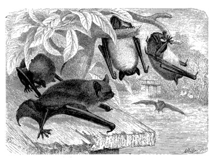 Water bat