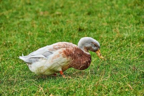 Domestic mallard