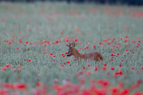 Roe deer