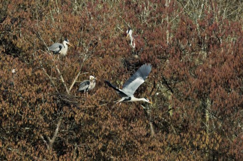 Grey heron