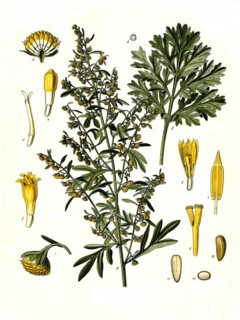 Medicinal plant