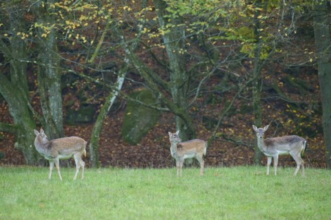 European fallow deer
