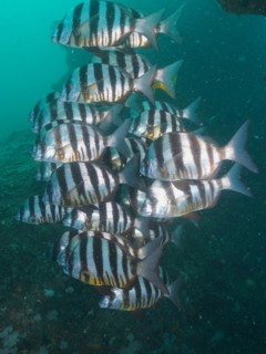 Group of zebra sea bream