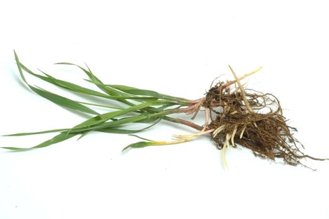Medicinal plant couch grass