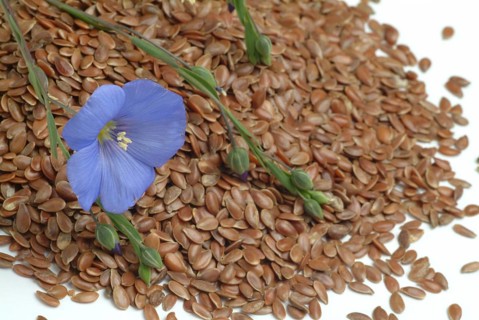 Medicinal plant Linseed