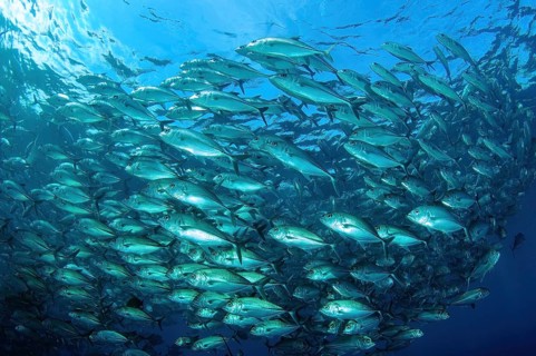 Shoal of bigeye trevallies