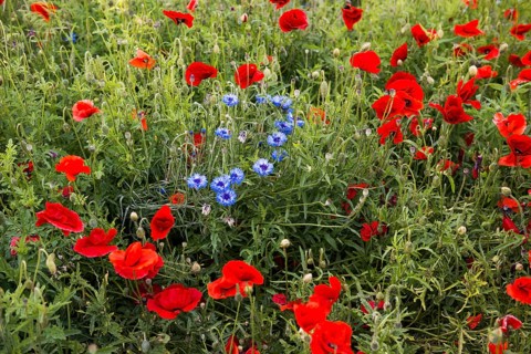 Red poppies and cornflowers