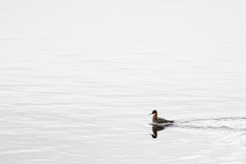Red-necked phalarope