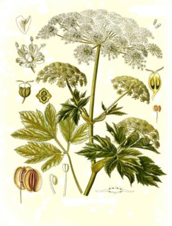 Medicinal plant